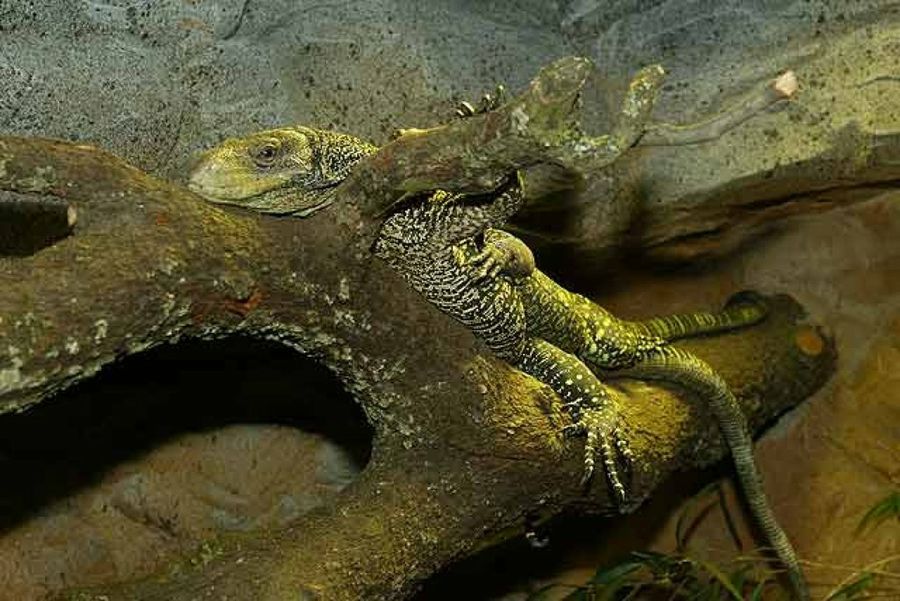 lagarto