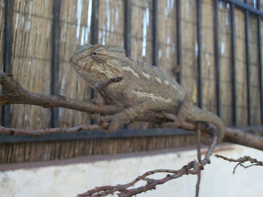 camaleón4