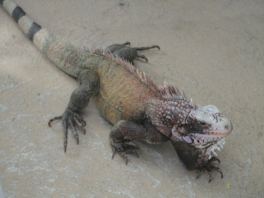 iguana