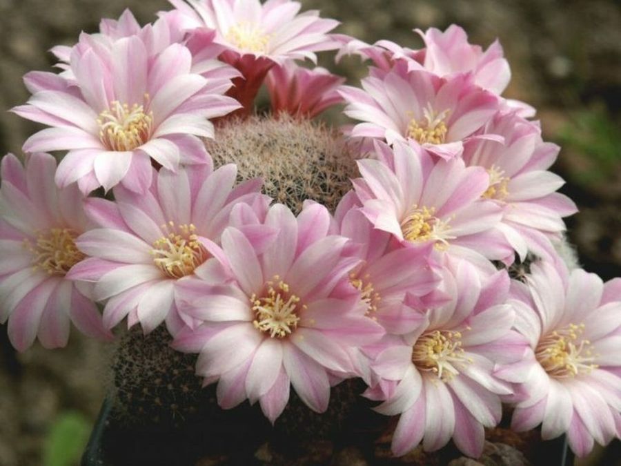 Imagen 35