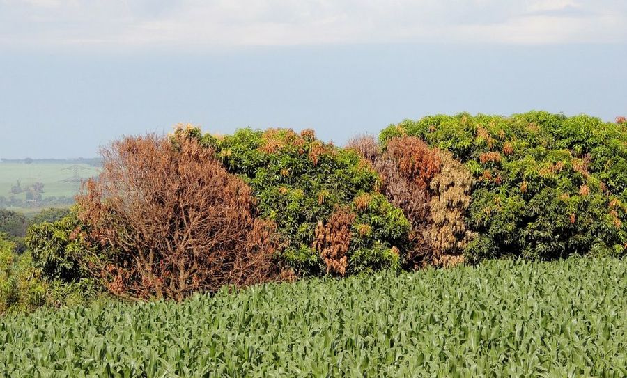 Mangos enfermos
