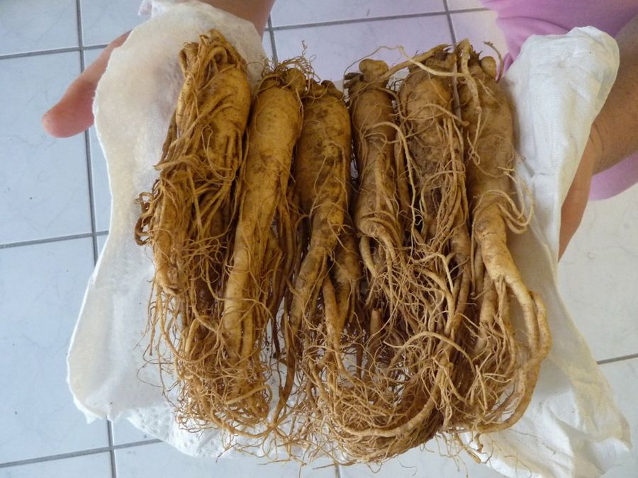 Ginseng