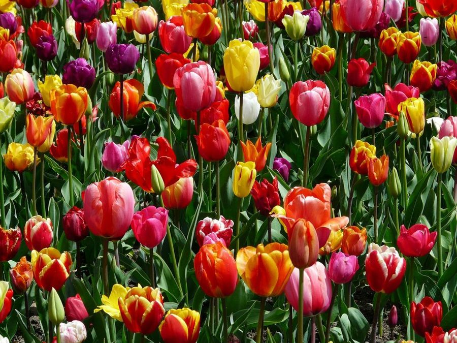 Tulipanes
