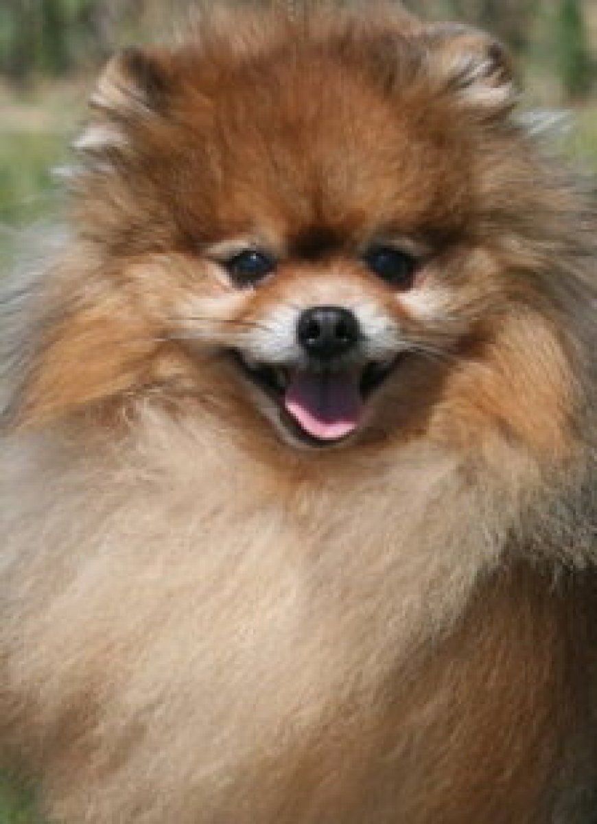 Pomerania