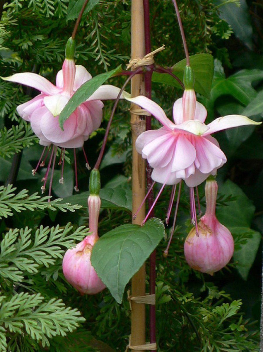 Las Fucsias y sus variados colores Plantas