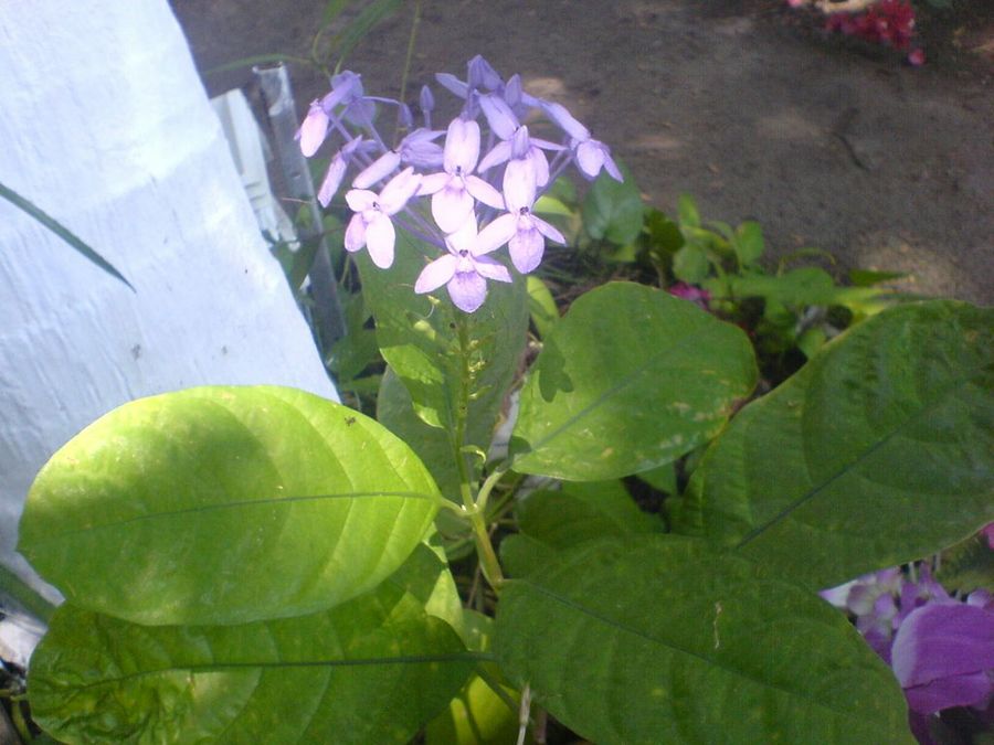 Ortiga para curar el herpes Plantas