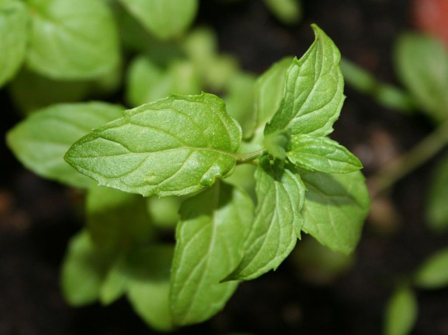 La menta | Plantas
