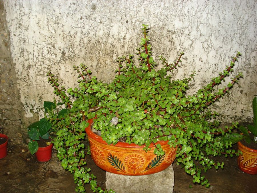 Hermosa Flor del desierto | Plantas