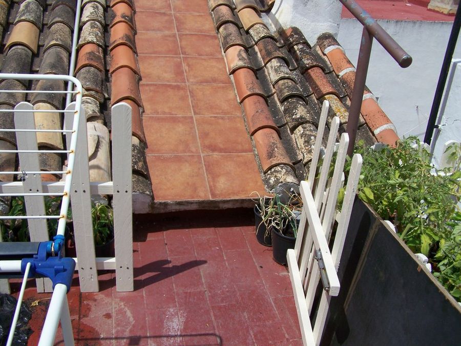 Mi huerto urbano | Plantas