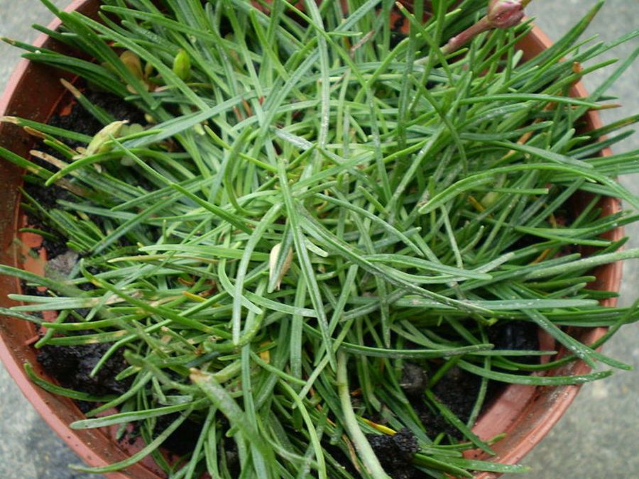 armeria