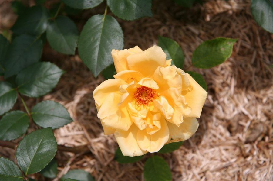 Rosa Madame Pierre S. du pont