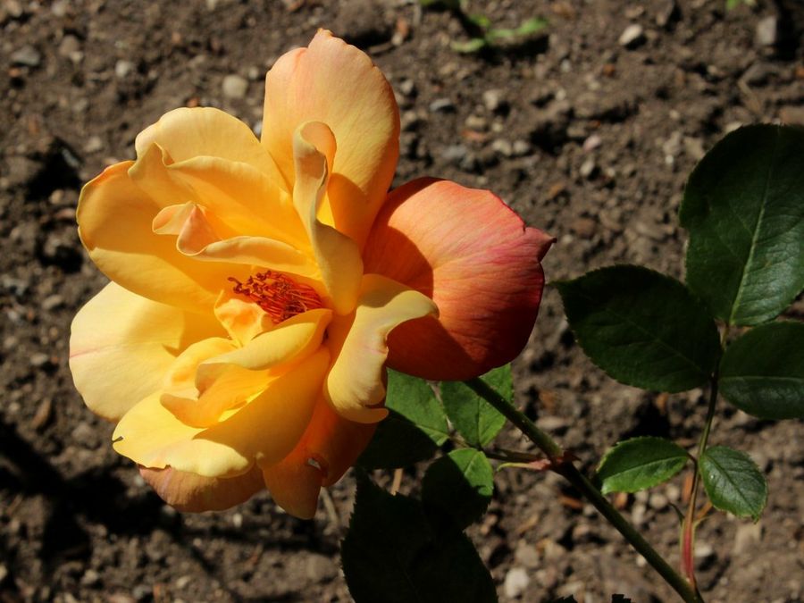 Rosa Sutters Gold