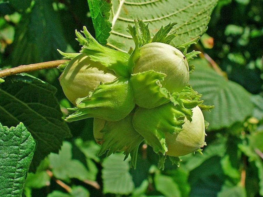 avellano