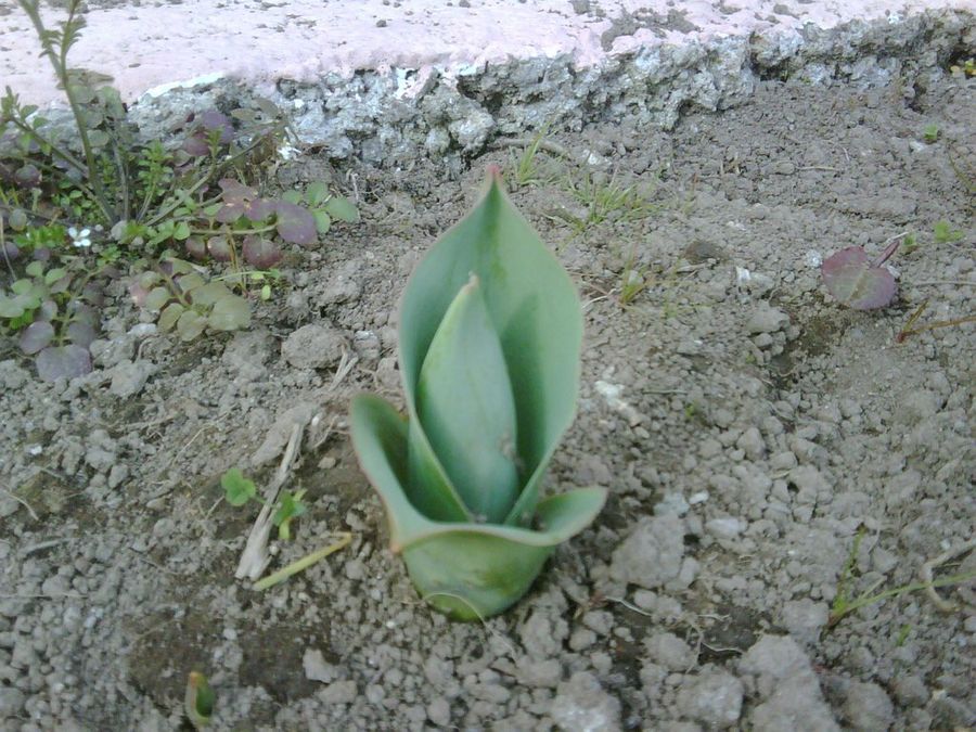 Imagen 7