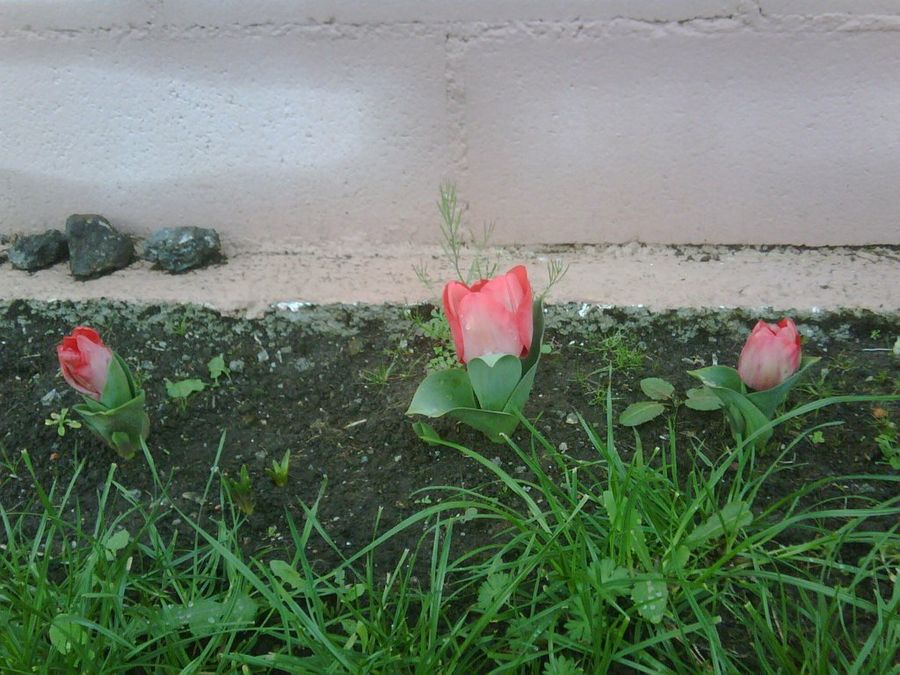Imagen 11