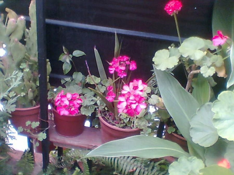 Imagen 4
