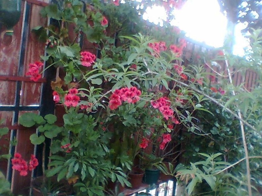 Imagen 8
