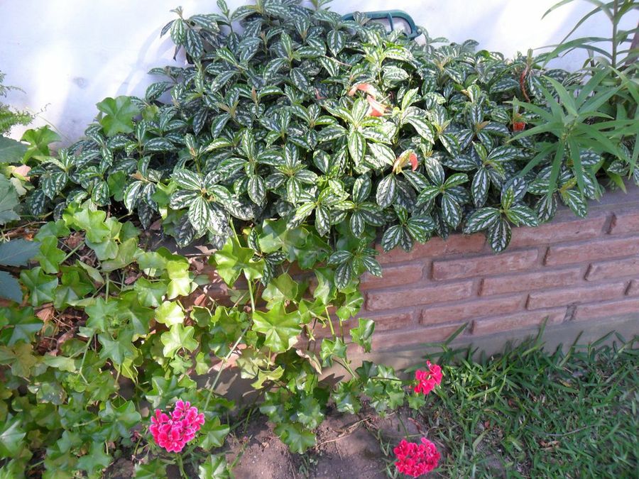 Imagen 3