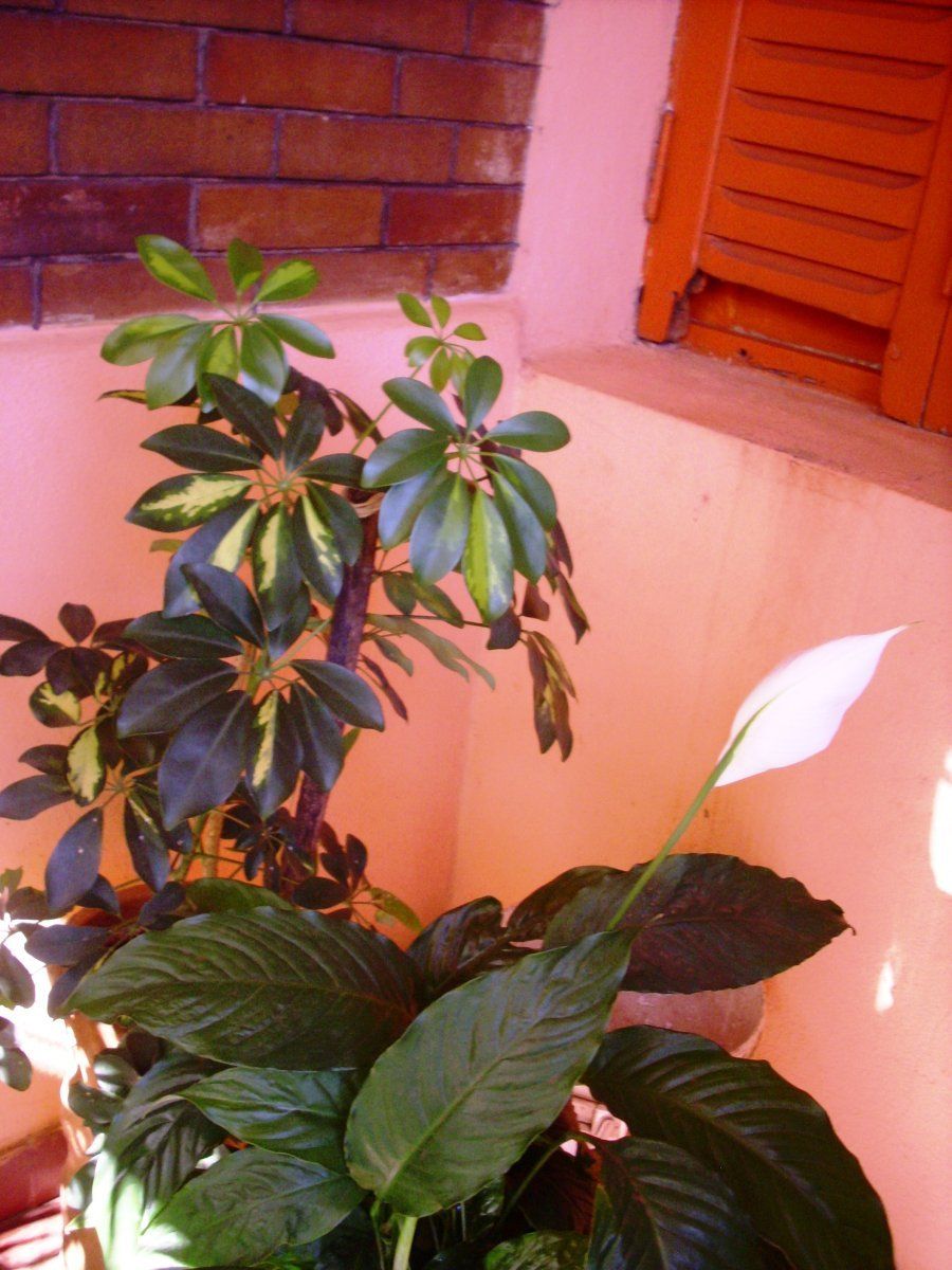 Imagen 9