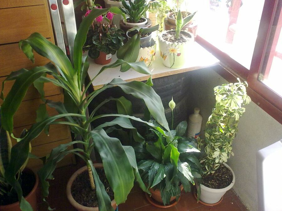 Imagen 7