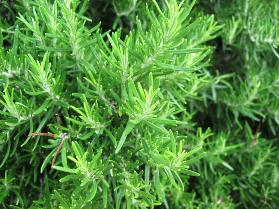 Rosmarinus officinalis