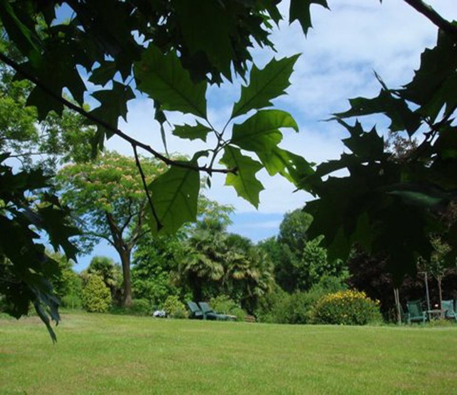 Árbol