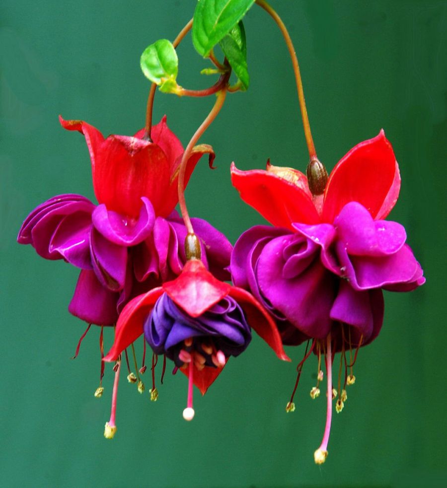 Fucsias