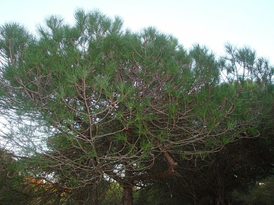 Pinos en montaña