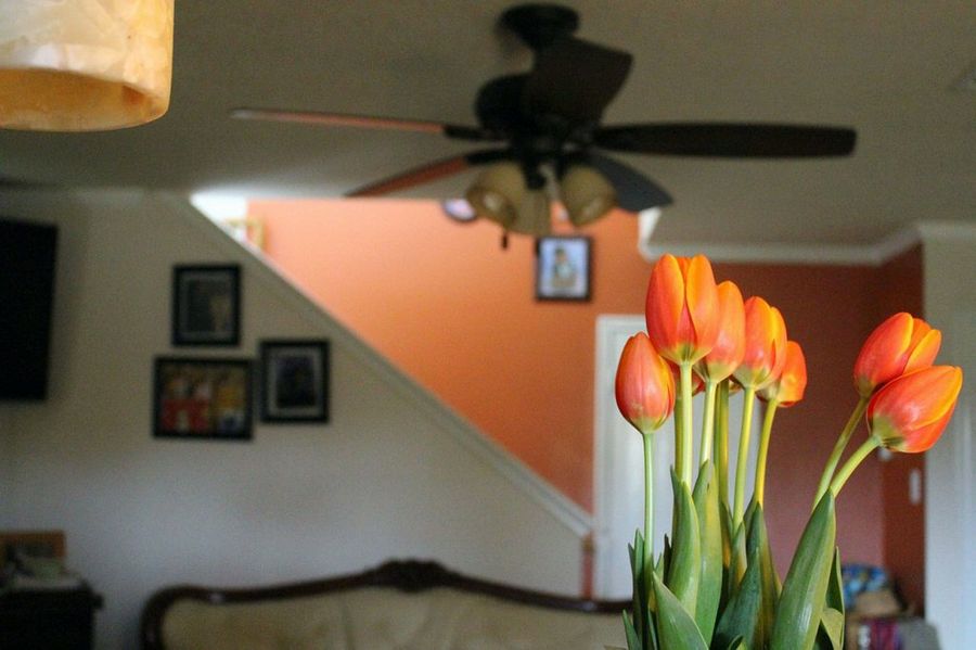 Tulipanes en el interior del hogar