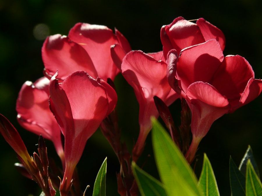 Nerium oleander