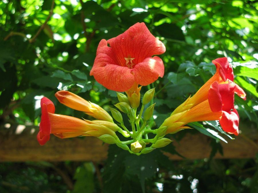 Campsis radicans