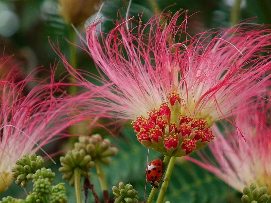 Albizia julibrisim