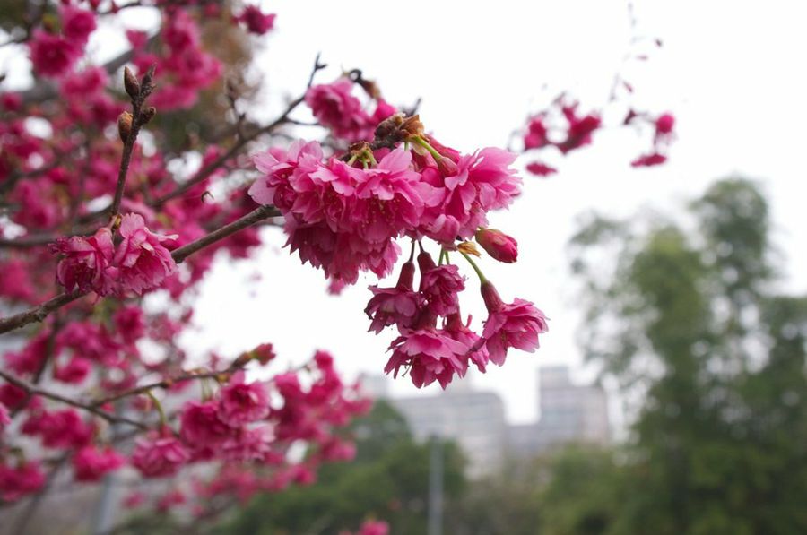 Prunus