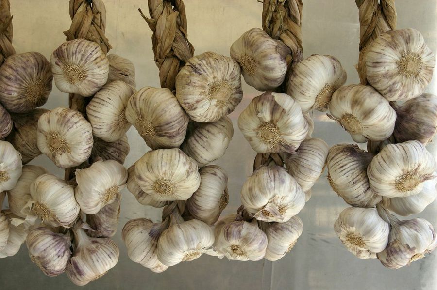 Allium sativum