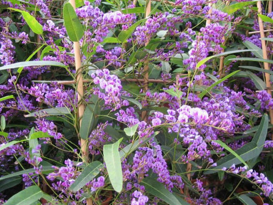 lilas