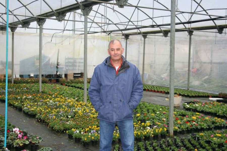 plantas