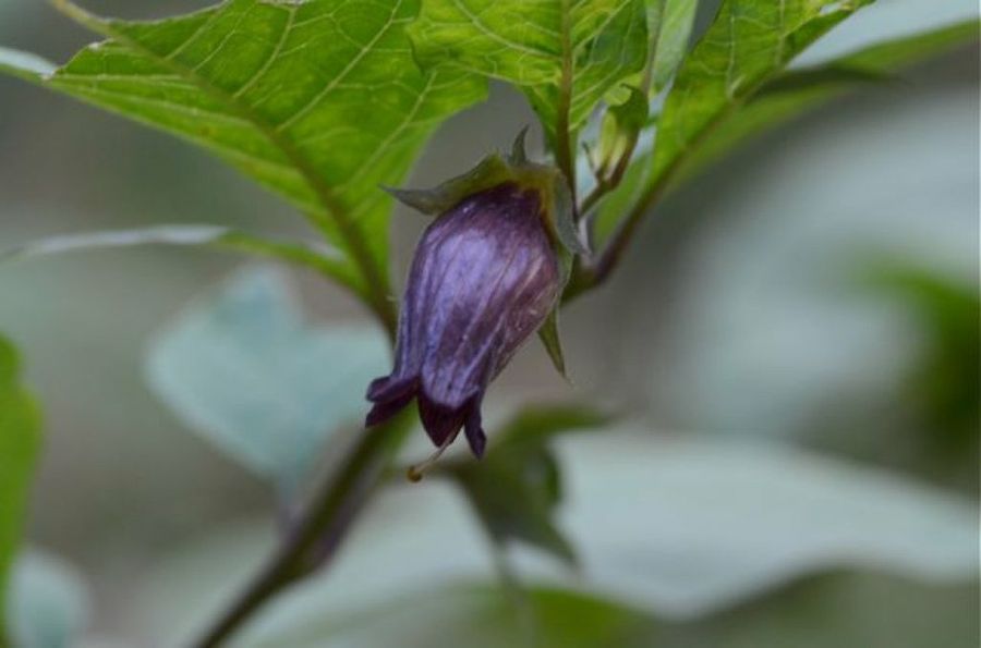 Atropa belladonna