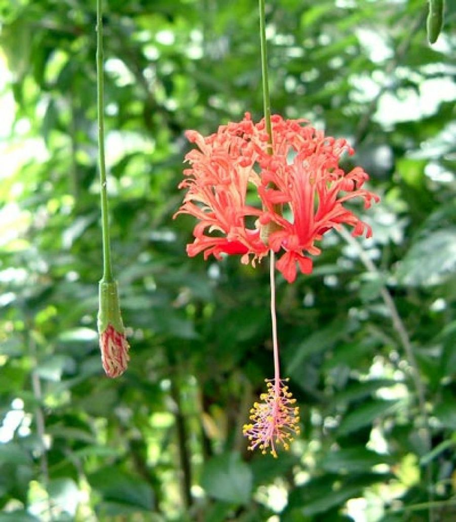 jardín botánico