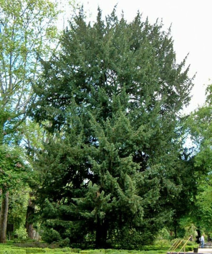 jardín botánico