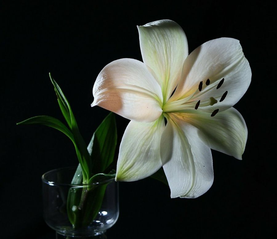 Flor cortada