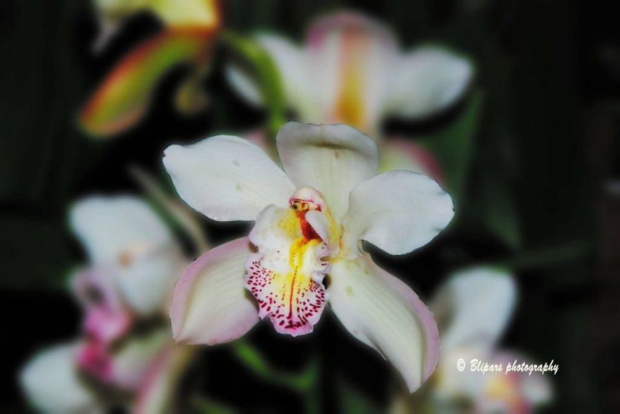 Cymbidium