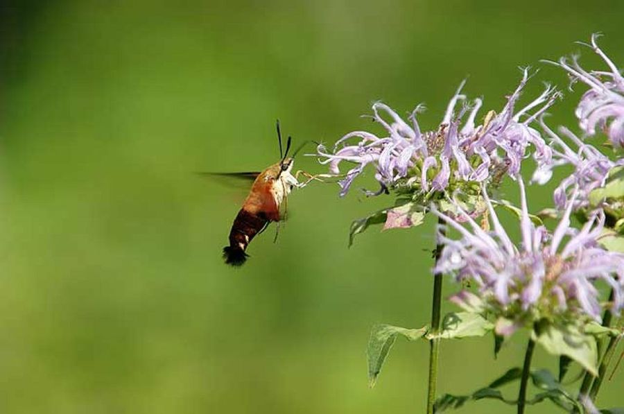 monarda