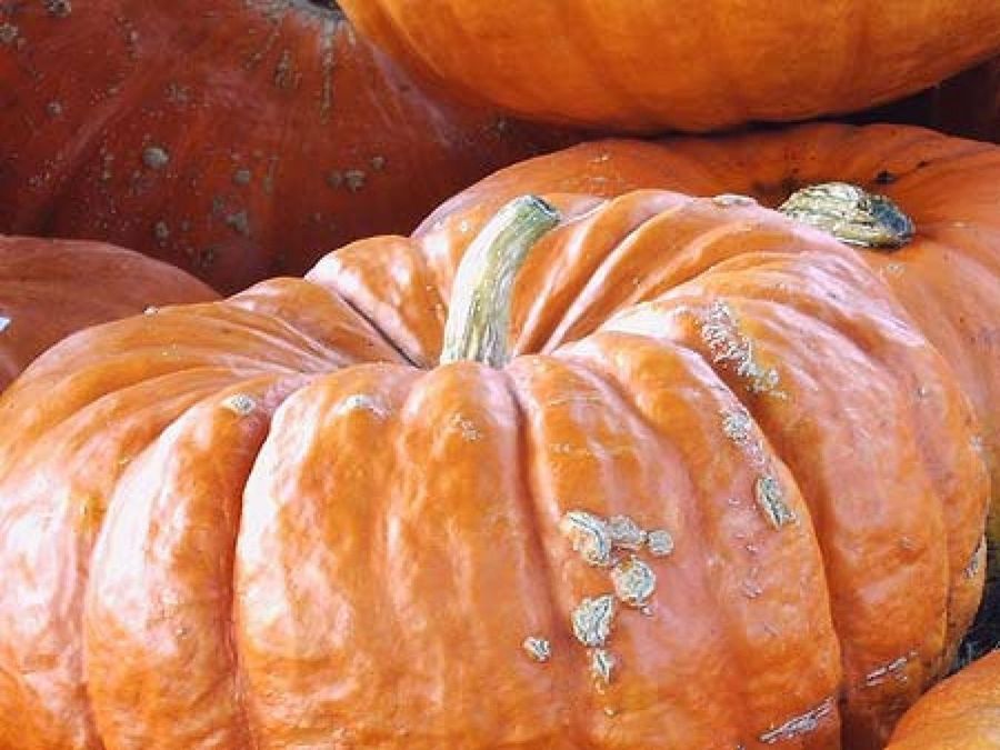 Calabazas