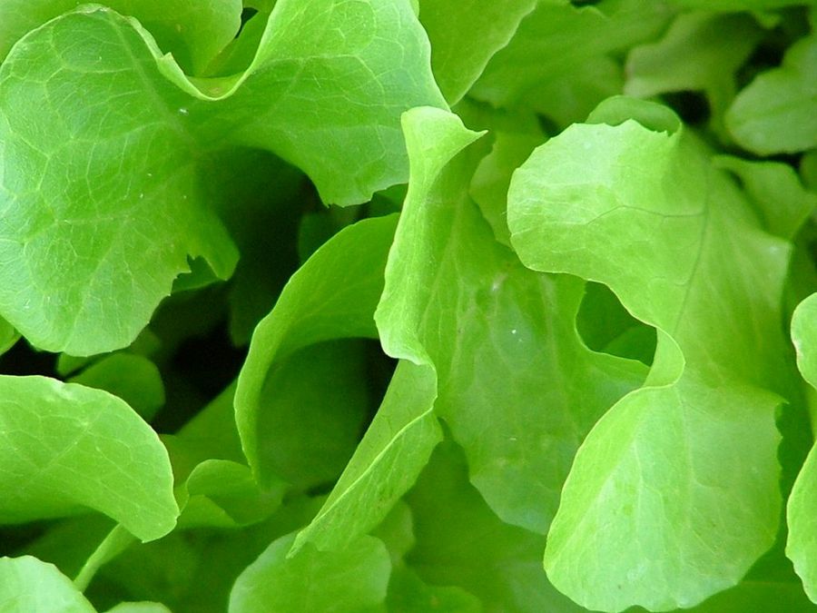 Lechuga