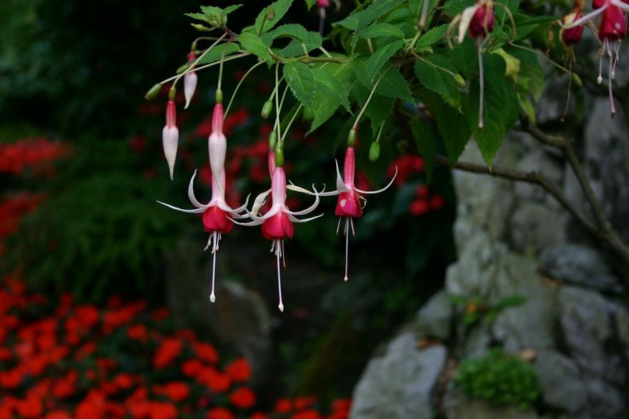 Fucsias