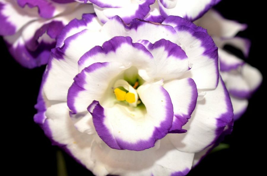 lisianthus