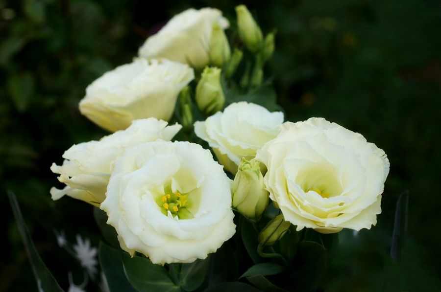lisianthus