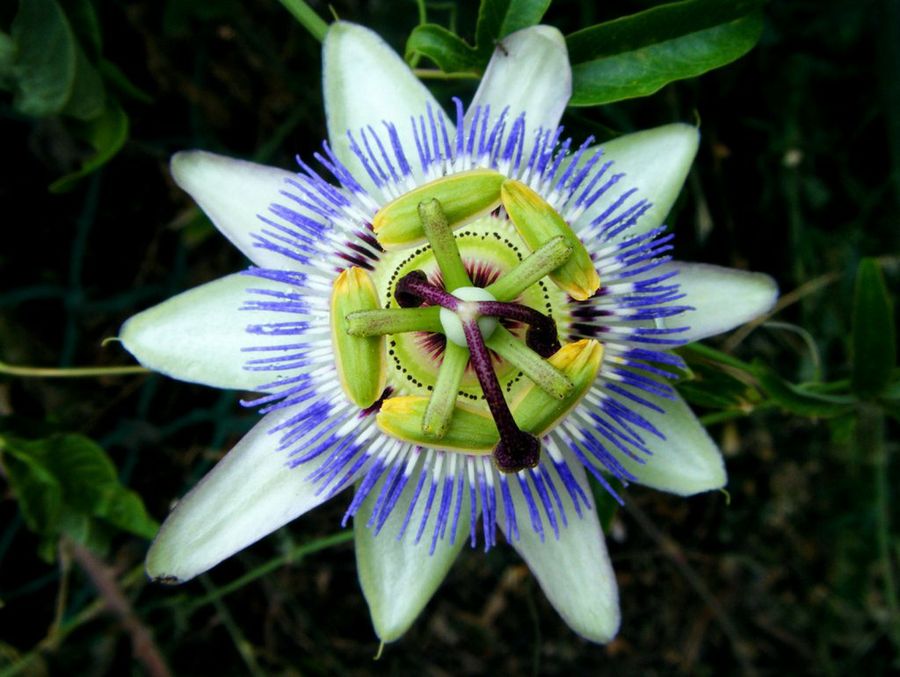 Passiflora caerulea