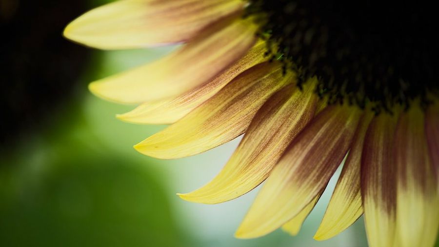 Girasol