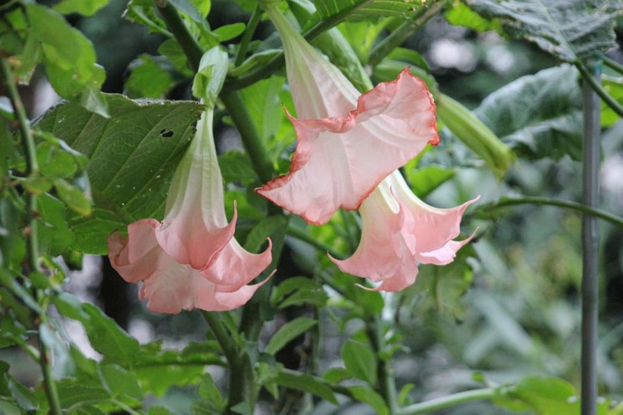 Daturas